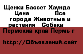 Щенки Бассет Хаунда  › Цена ­ 25 000 - Все города Животные и растения » Собаки   . Пермский край,Пермь г.